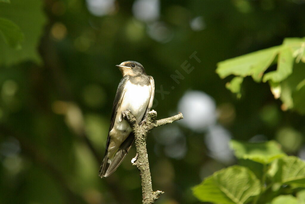 Barn Swallowjuvenile