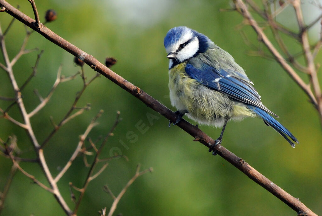 Mésange bleue