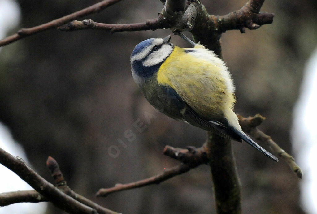 Mésange bleue
