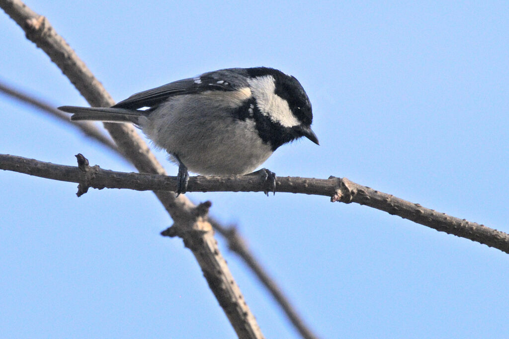 Mésange noire
