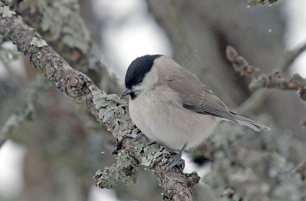 Mésange nonnette