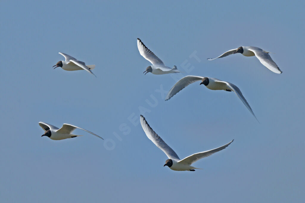 Mouette rieuse