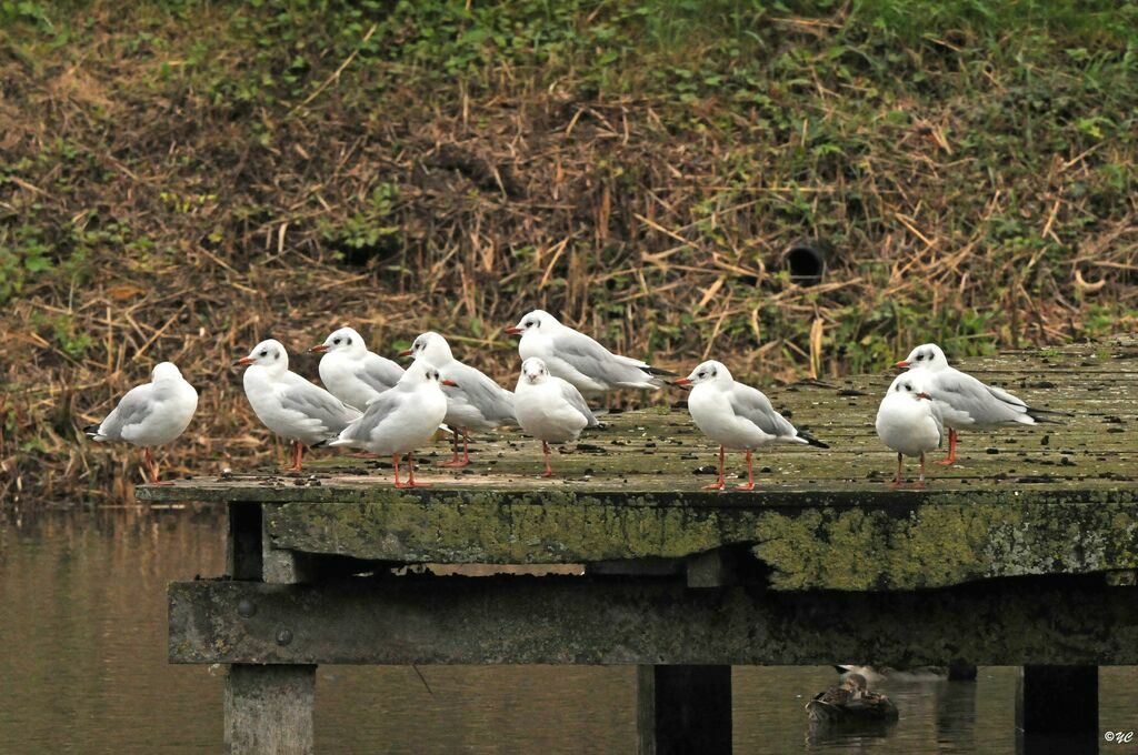 Black-headed Gull
