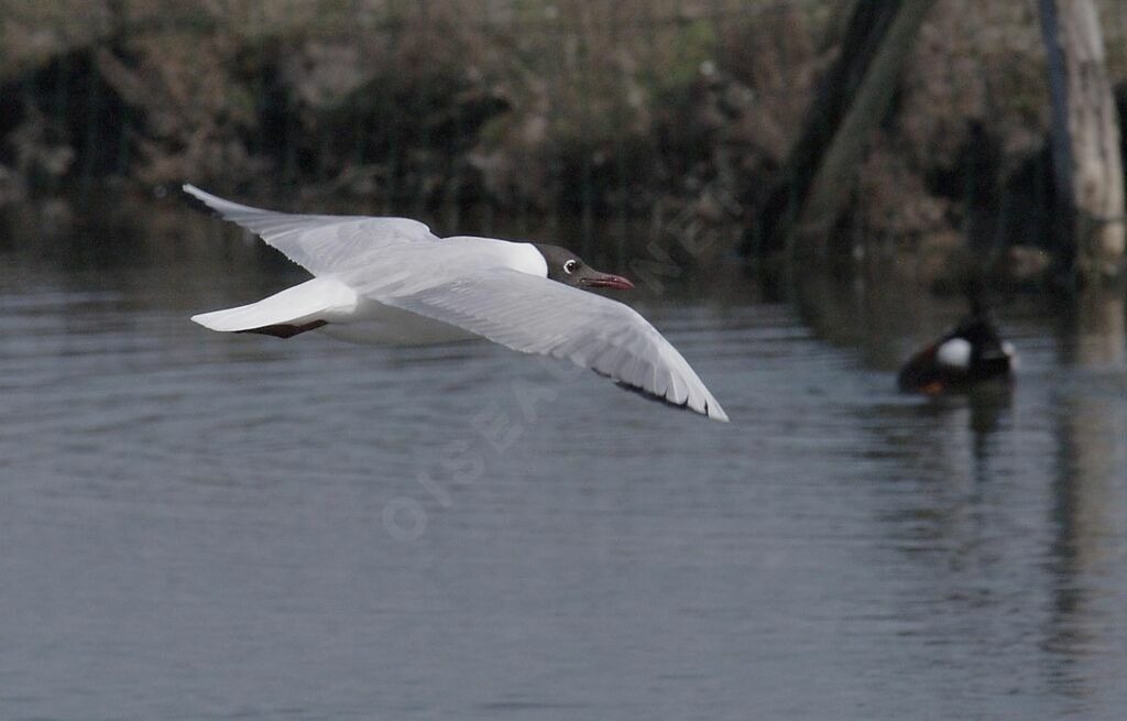 Mouette rieuse