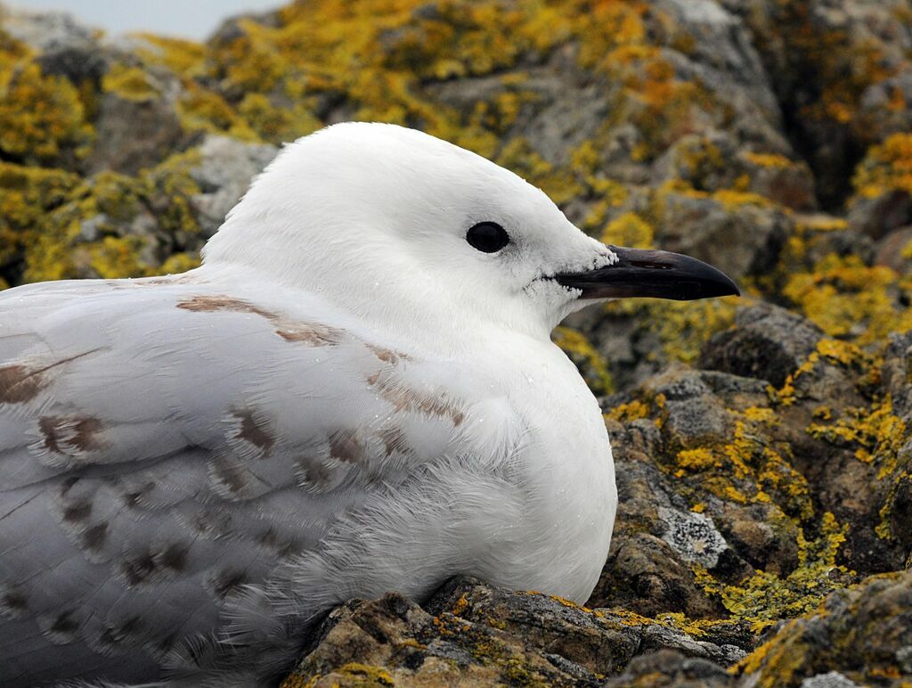 Mouette scopuline
