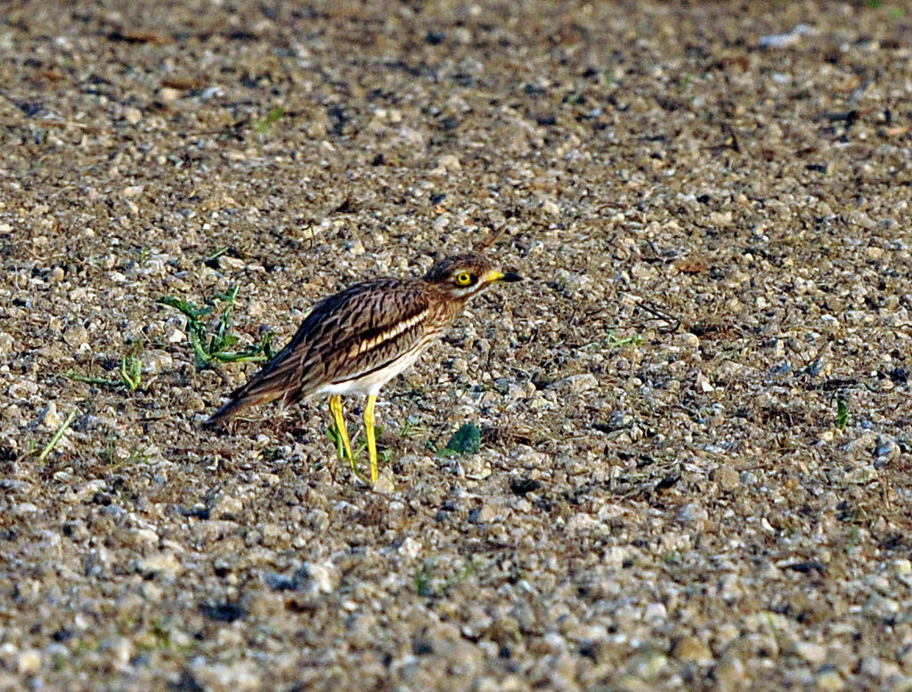 Eurasian Stone-curlew