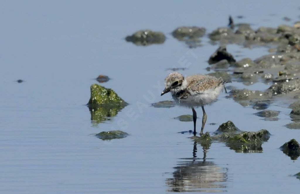 Little Ringed Ploverjuvenile