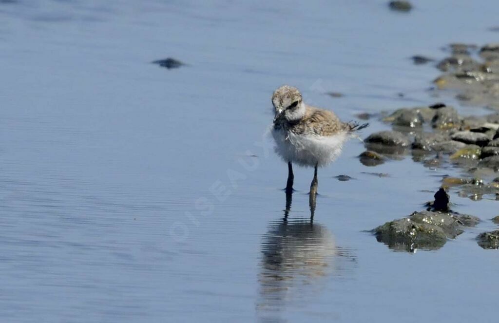 Little Ringed Ploverjuvenile