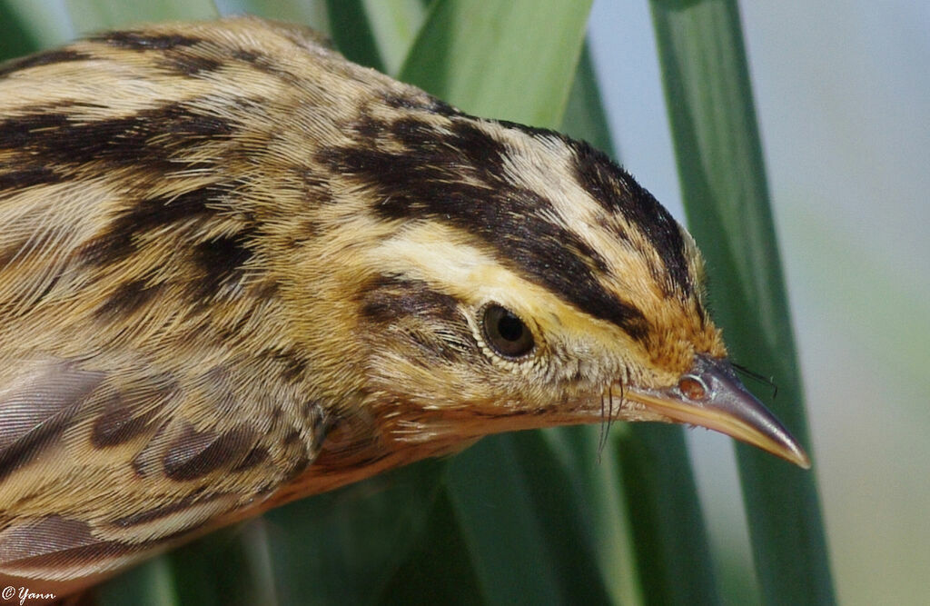 Aquatic Warbler