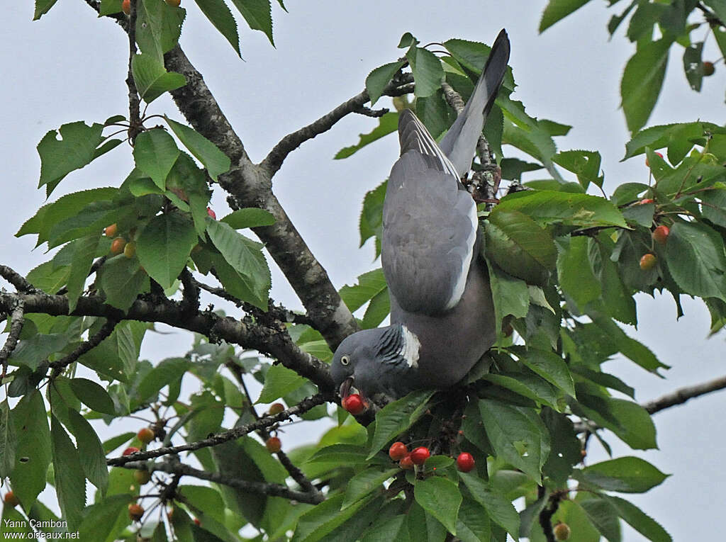 Pigeon ramieradulte, régime