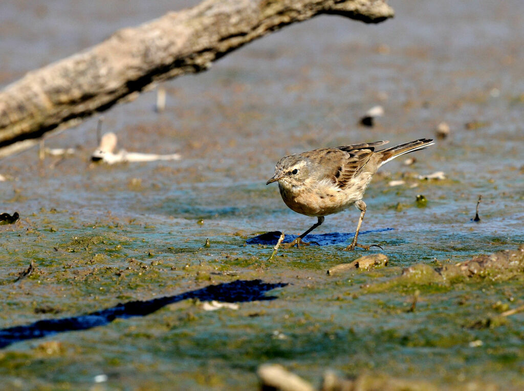 Pipit spioncelle