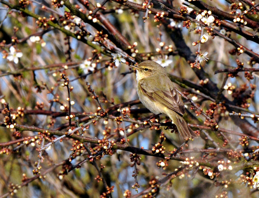 Common Chiffchaff