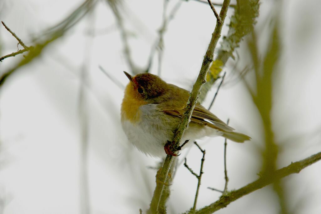 European Robin