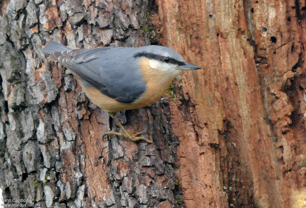 Eurasian Nuthatchadult, habitat, camouflage, pigmentation
