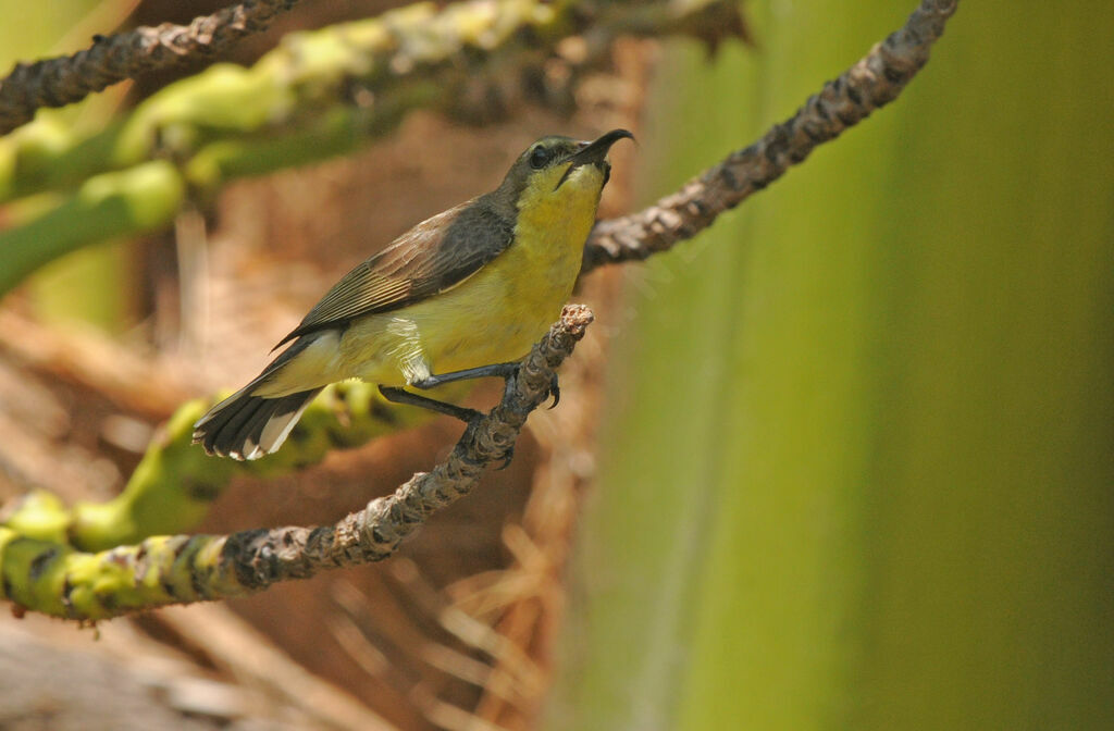 Ornate Sunbird