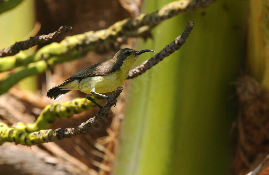 Ornate Sunbird
