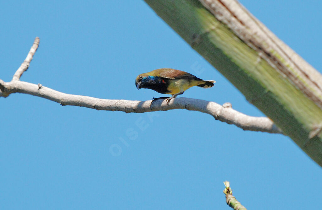 Ornate Sunbird