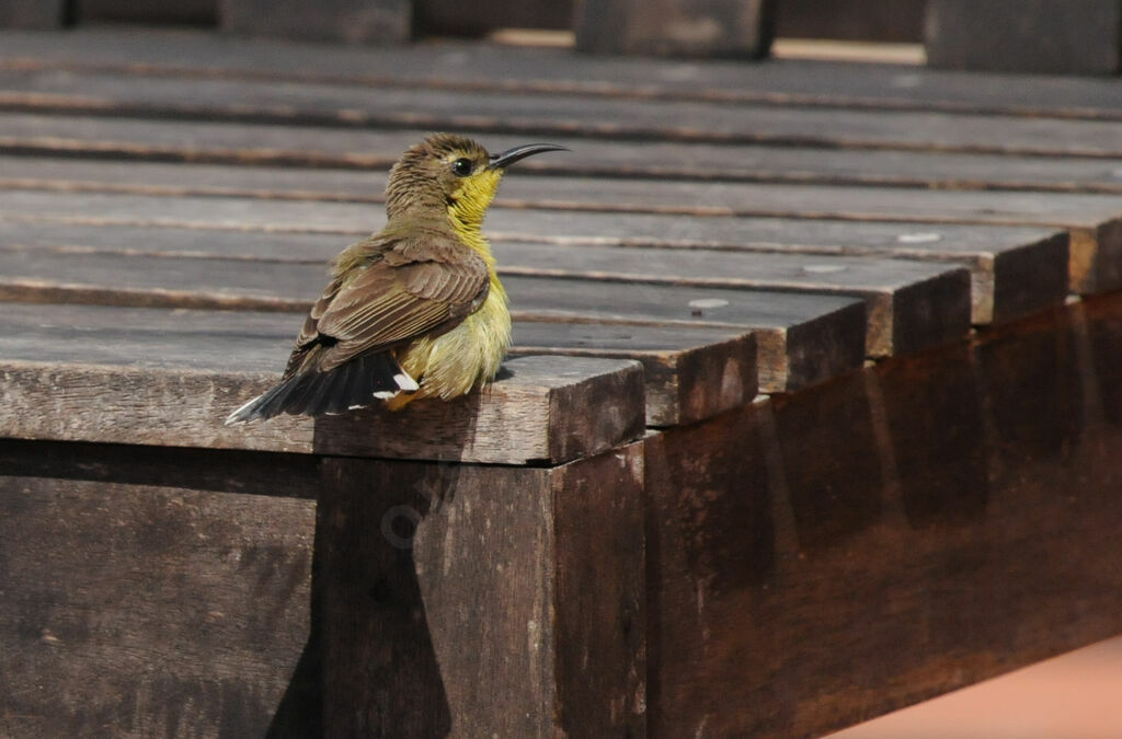 Ornate Sunbird