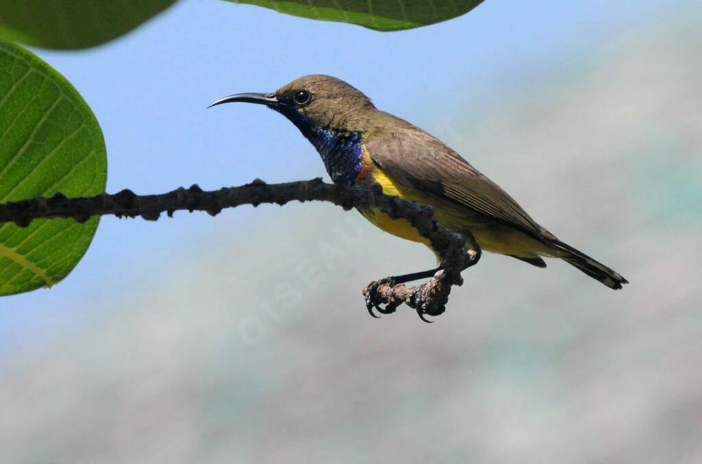 Ornate Sunbird