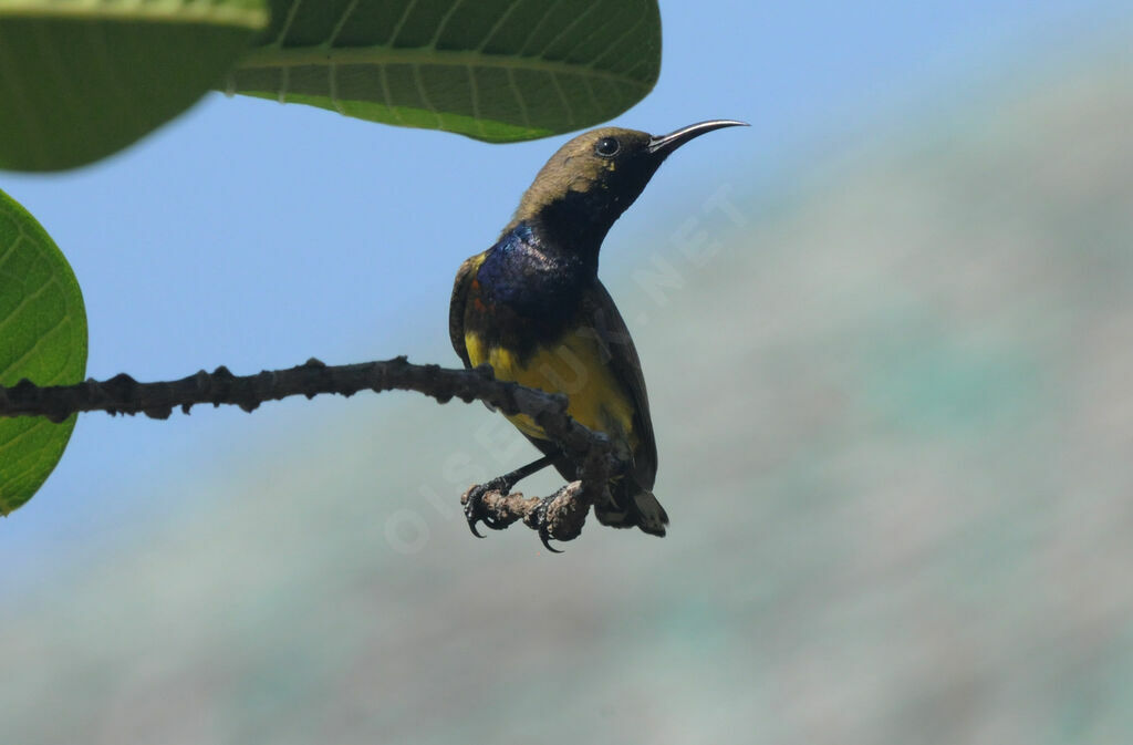 Ornate Sunbird