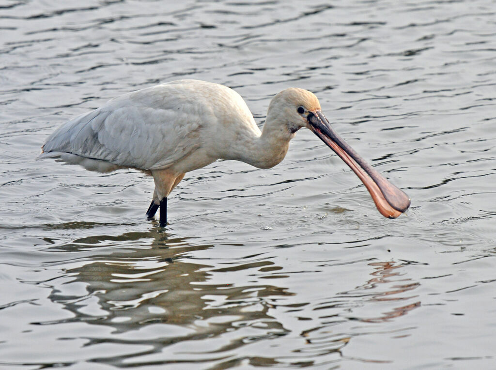 Eurasian Spoonbill
