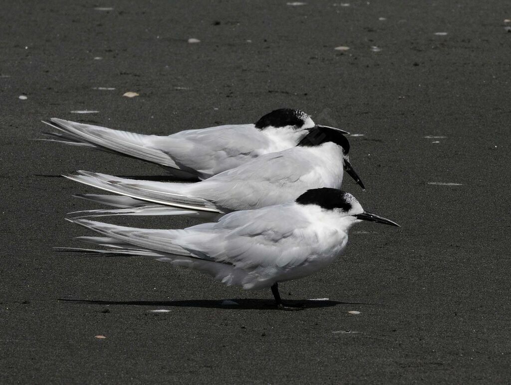 White-fronted Tern