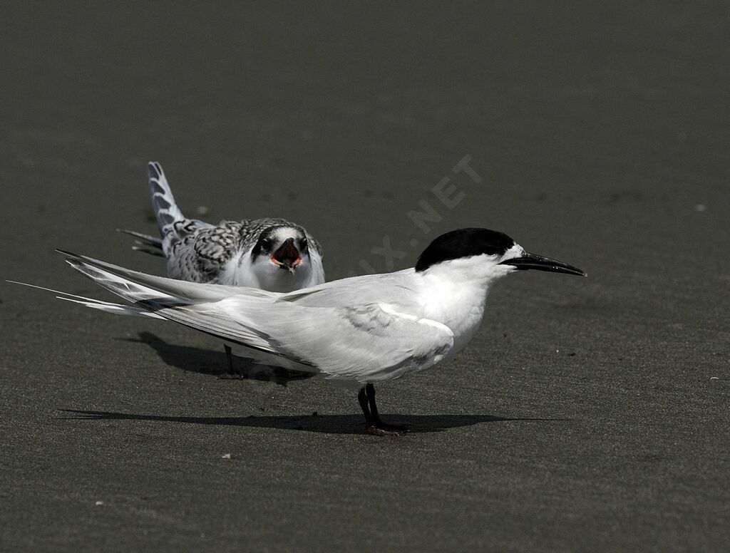 White-fronted Tern