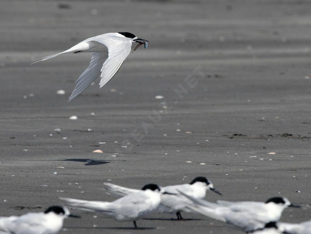 White-fronted Tern