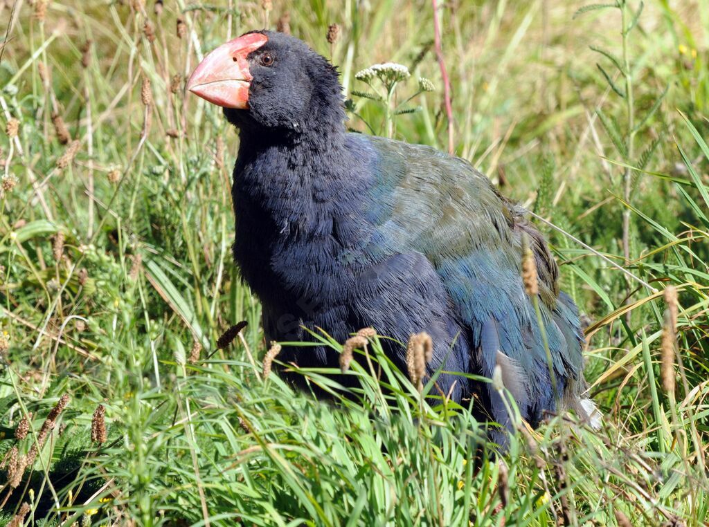 Talève takahé du Sud