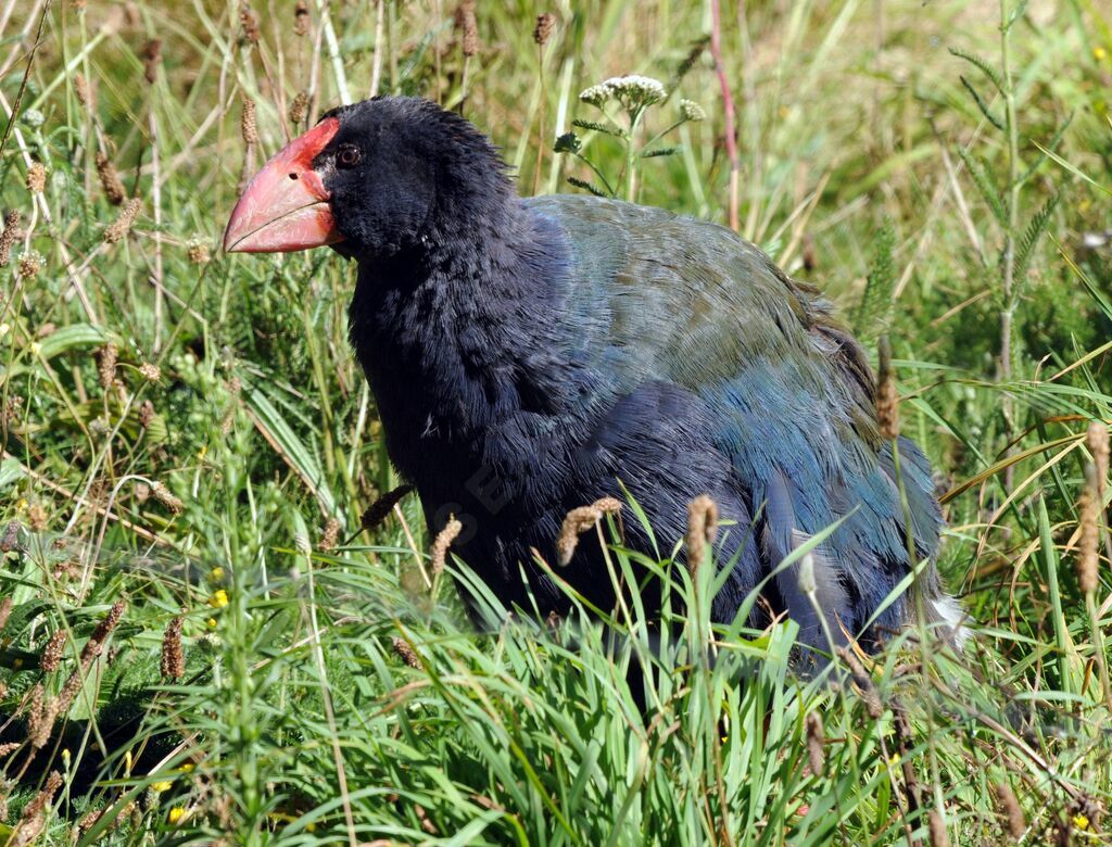 Talève takahé du Sud