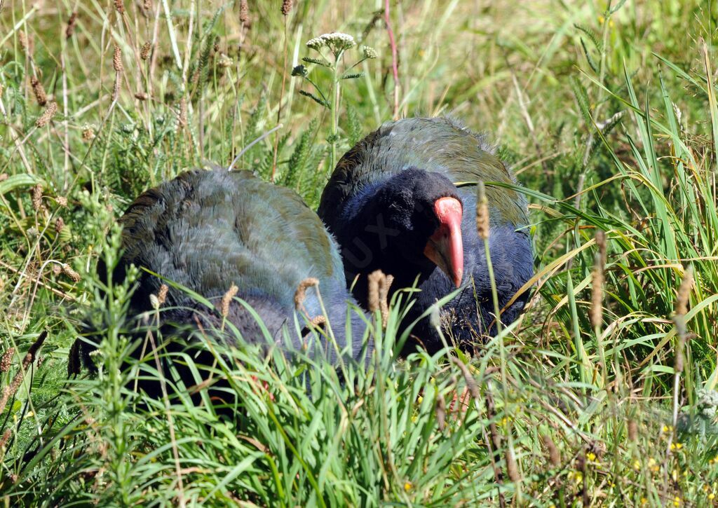 Talève takahé du Sud