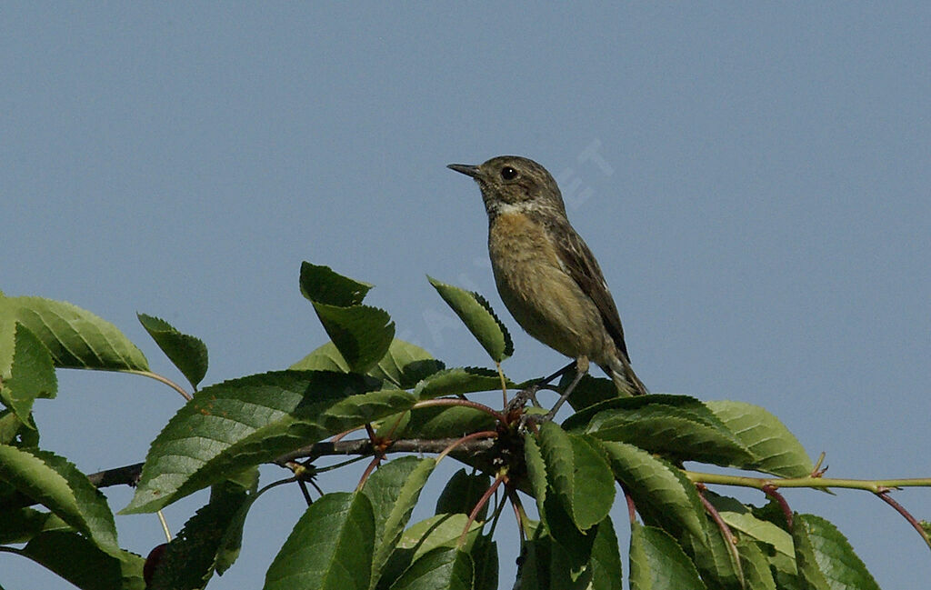 European Stonechat female adult breeding, Behaviour
