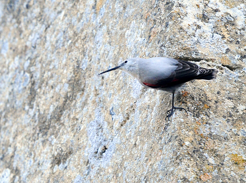 Wallcreeper
