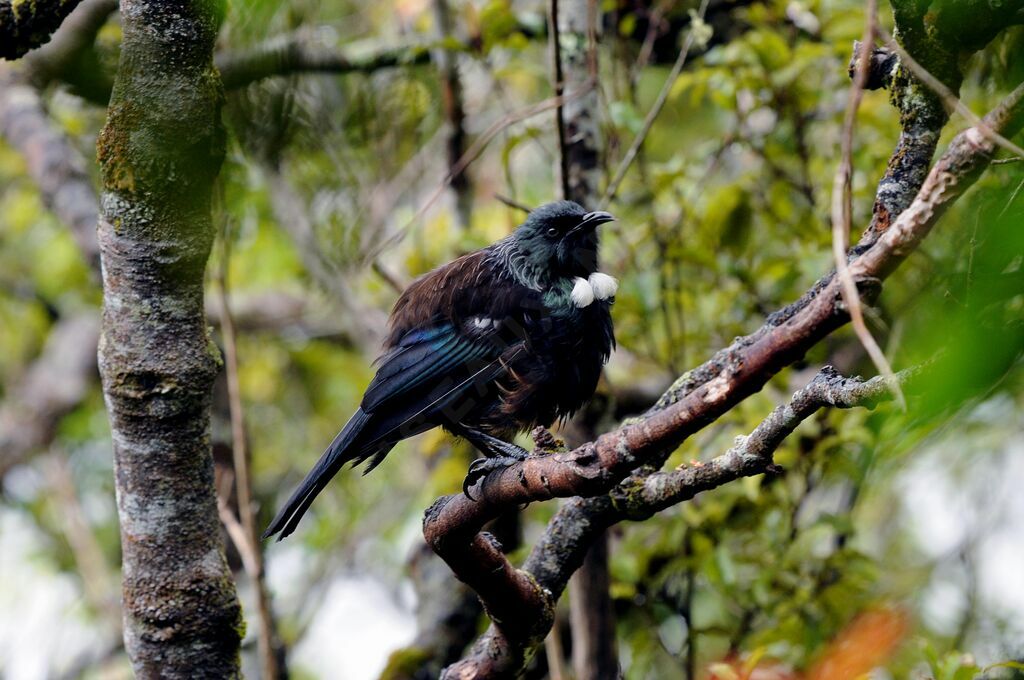 Tui