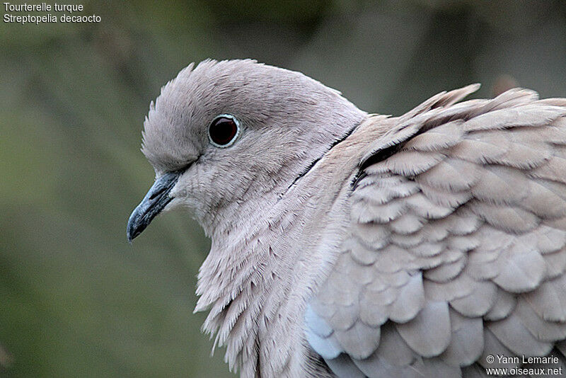 Eurasian Collared Dove
