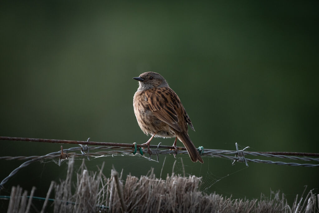 Dunnock