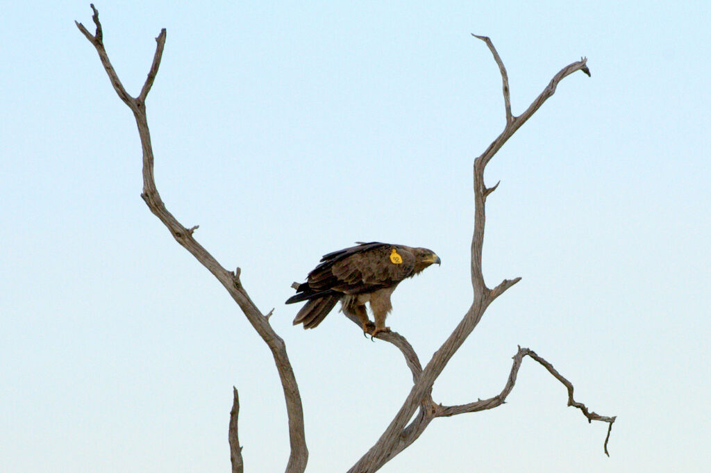 Tawny Eagle