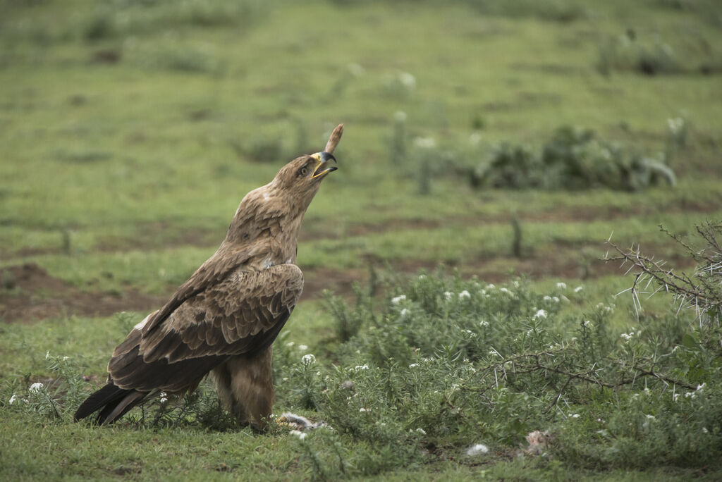 Tawny Eagle