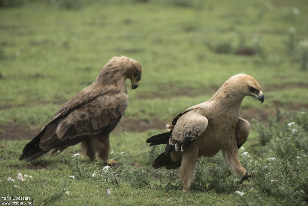 Aigle ravisseurjuvénile, identification, marche
