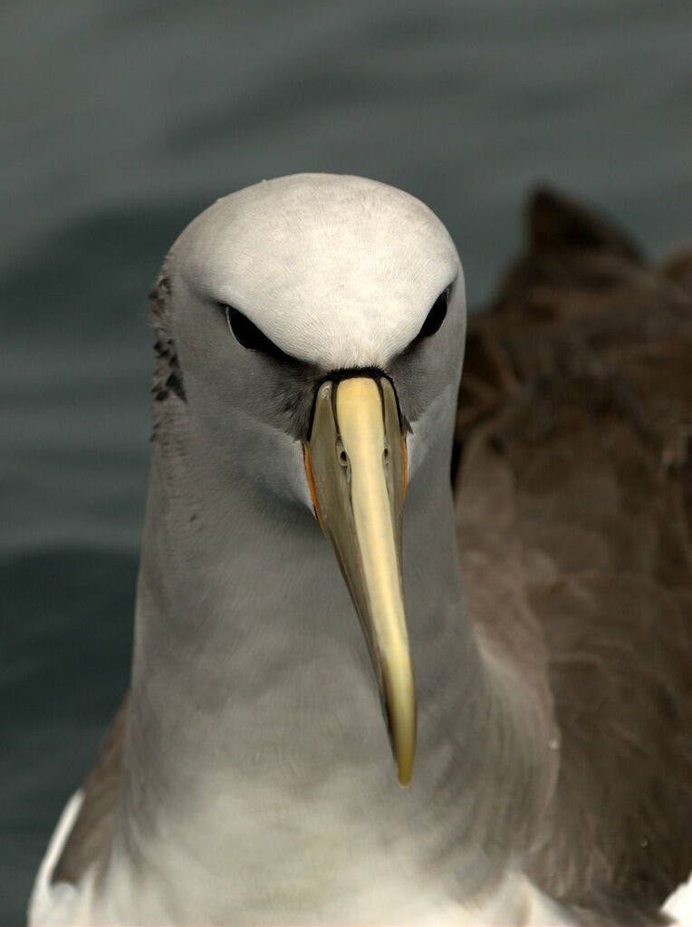 Albatros de Salvin