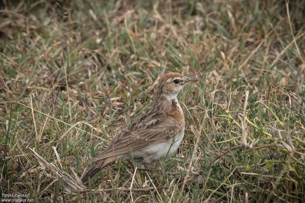 Red-capped Larkadult, habitat, walking