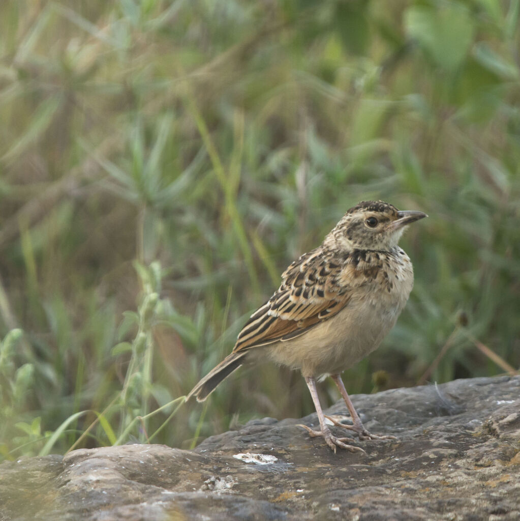 Sentinel Larkjuvenile, identification