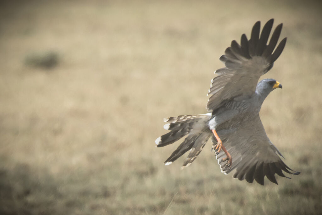 Eastern Chanting Goshawk