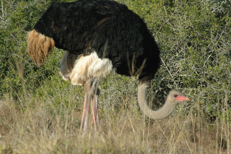 Common Ostrich