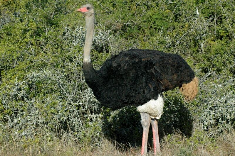 Common Ostrich