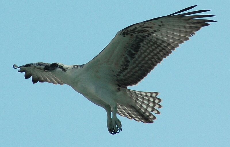 Osprey