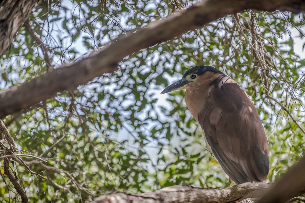 Nankeen Night Heron