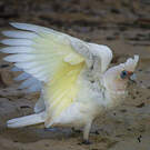 Cacatoès corella