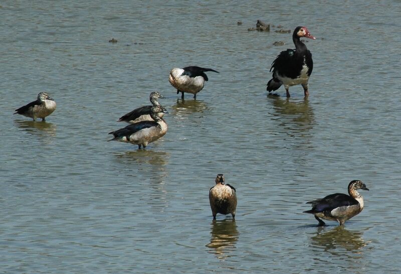 Canard à bosse