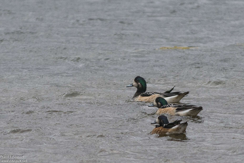 Canard de Chiloéadulte, pigmentation